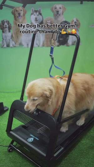 Medium to Large Size Paws Treadmill