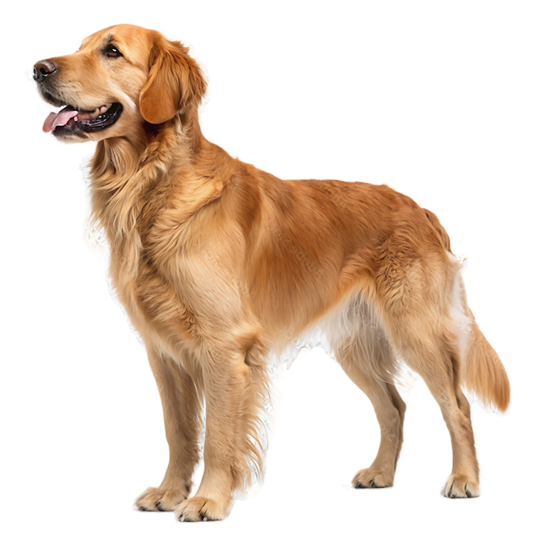 Happy Golden Retriever